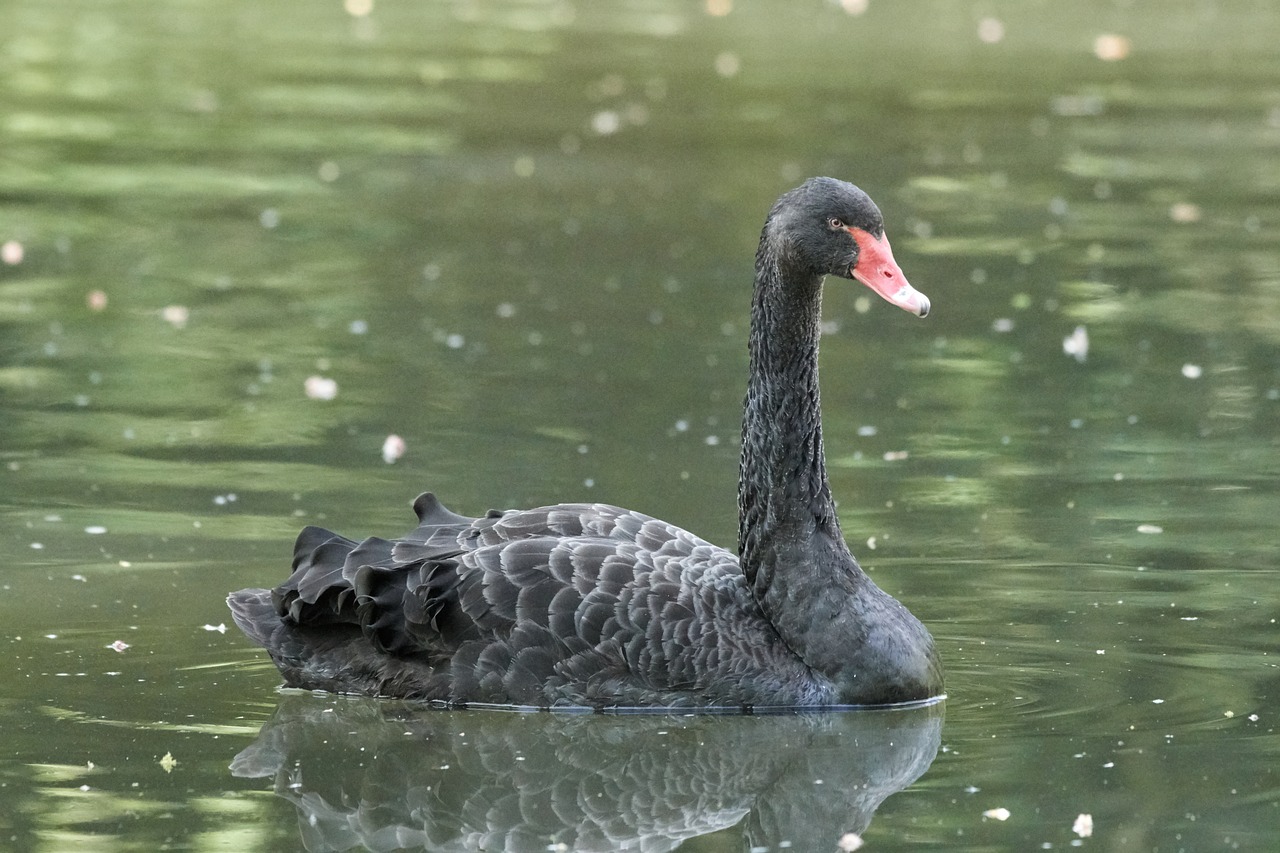 swan  black  puddle free photo
