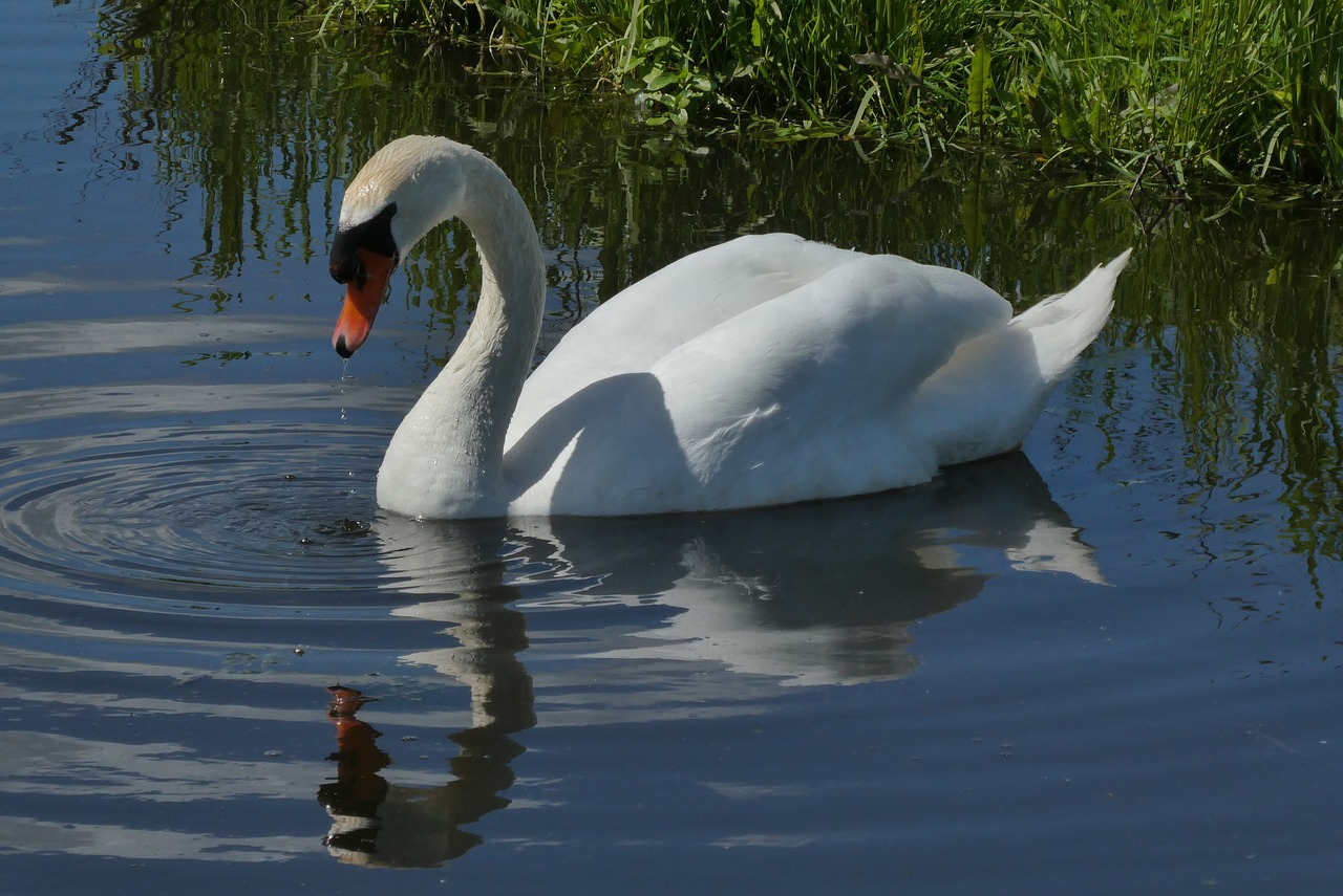 swan  reflection  ditch free photo