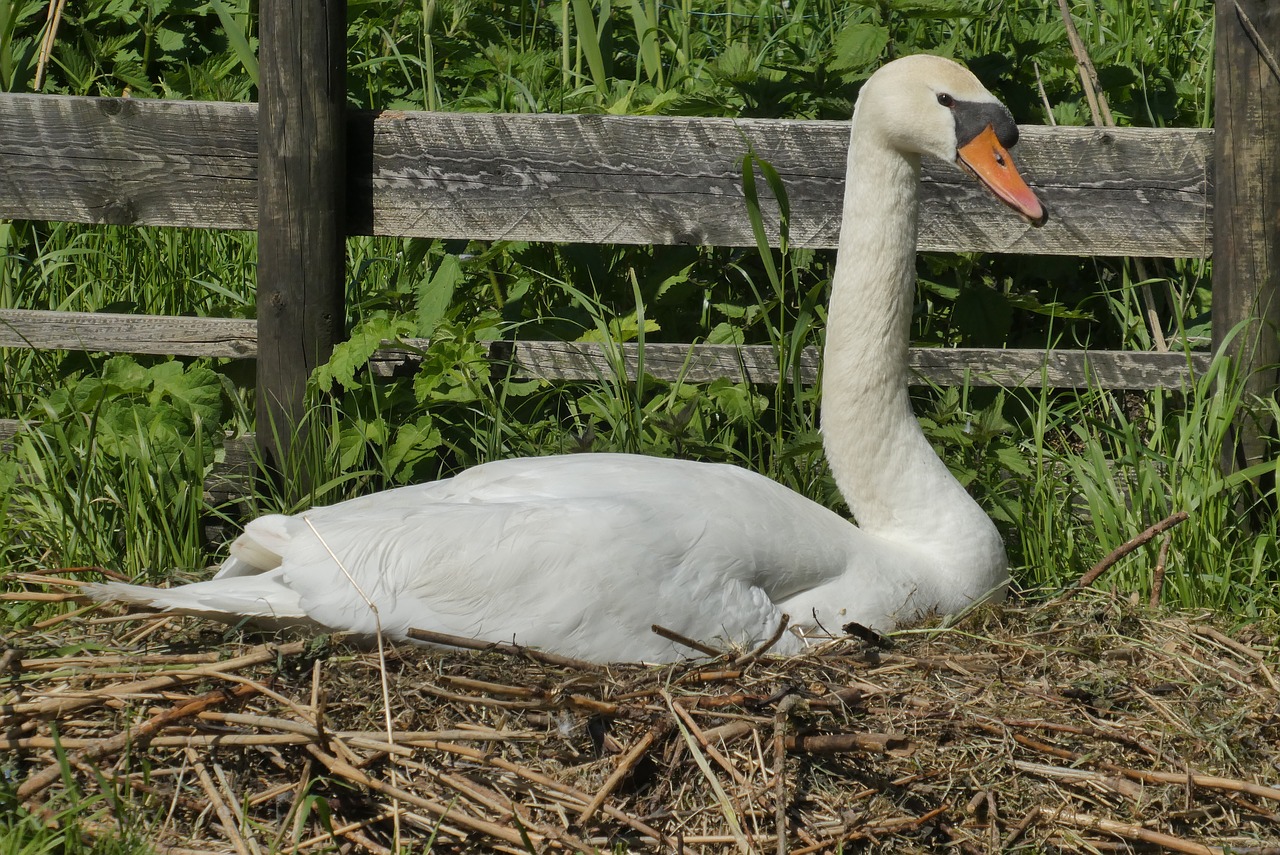 swan  hatch  nest free photo
