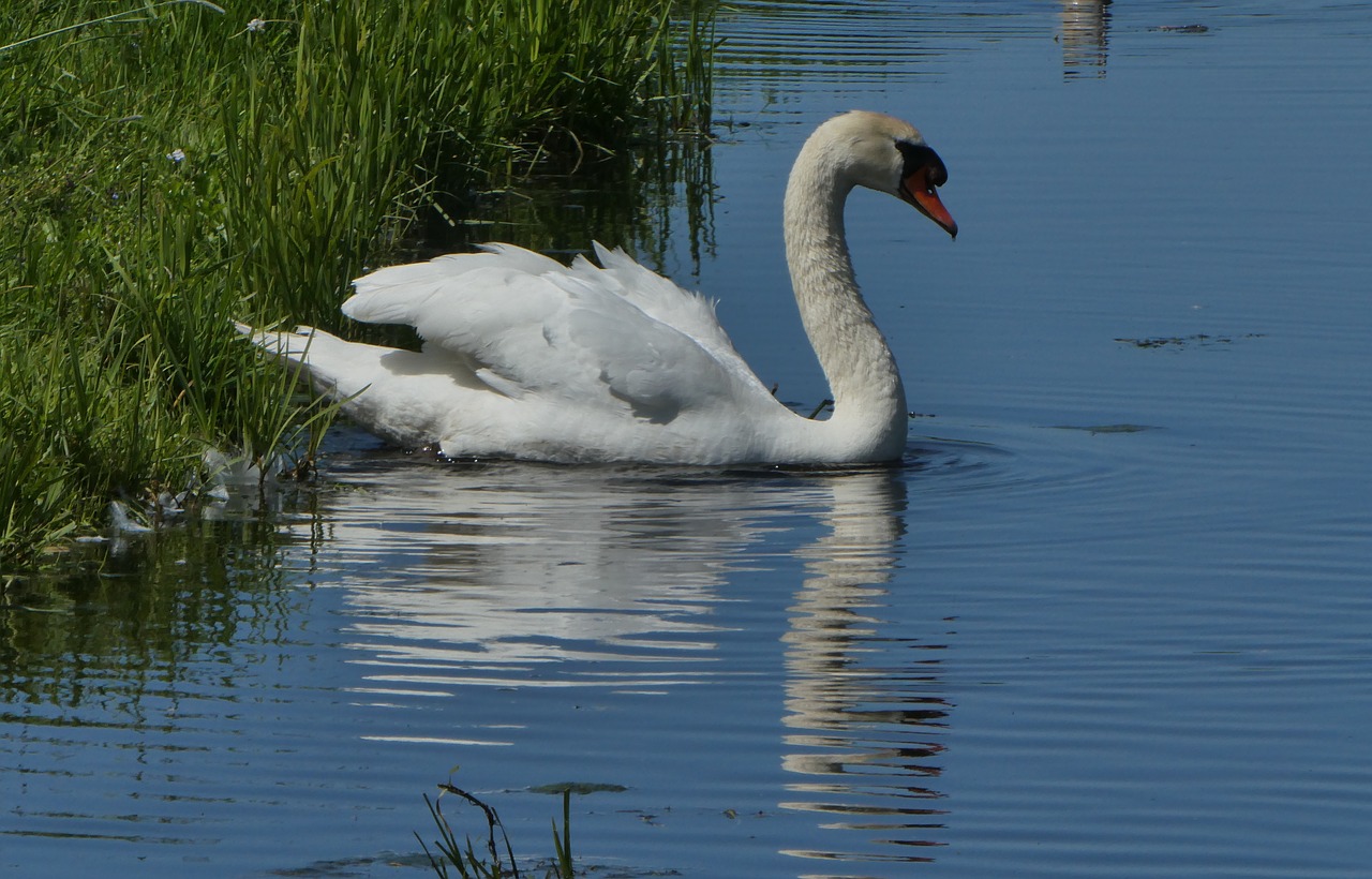 swan  ditch  birds free photo