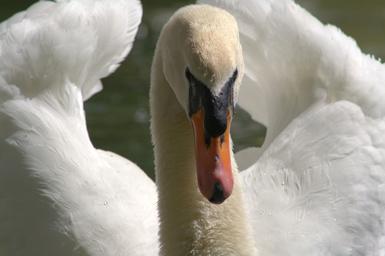 swan  white free pictures free photo