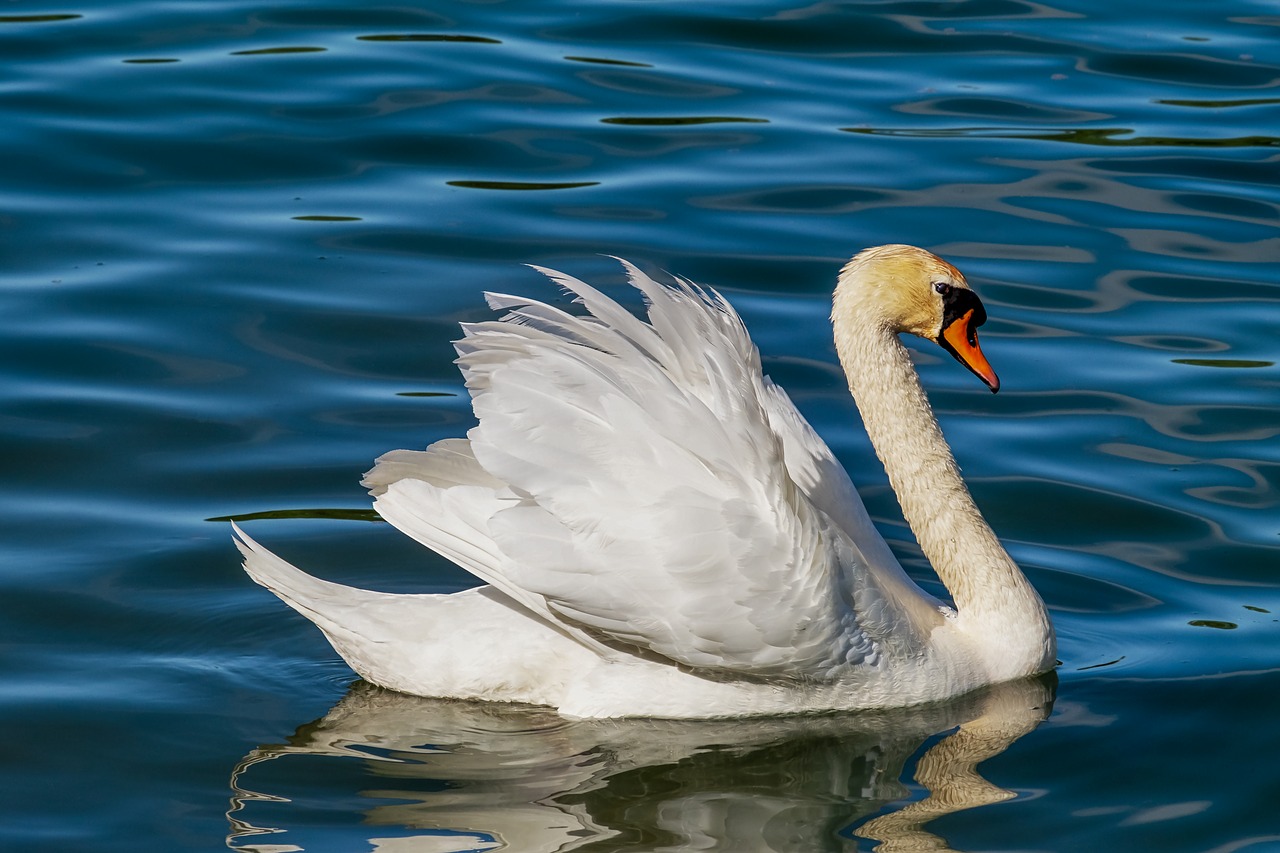 swan  animal  white swan free photo