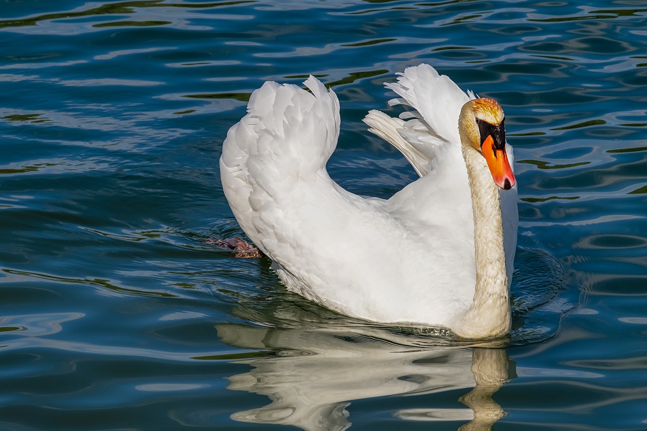 swan  animal  white swan free photo