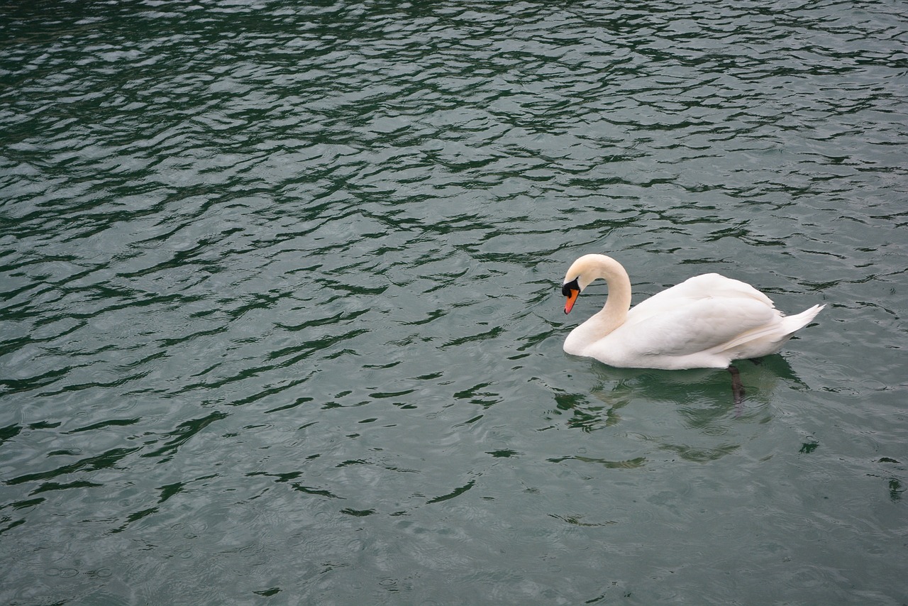 swan lake bird free photo