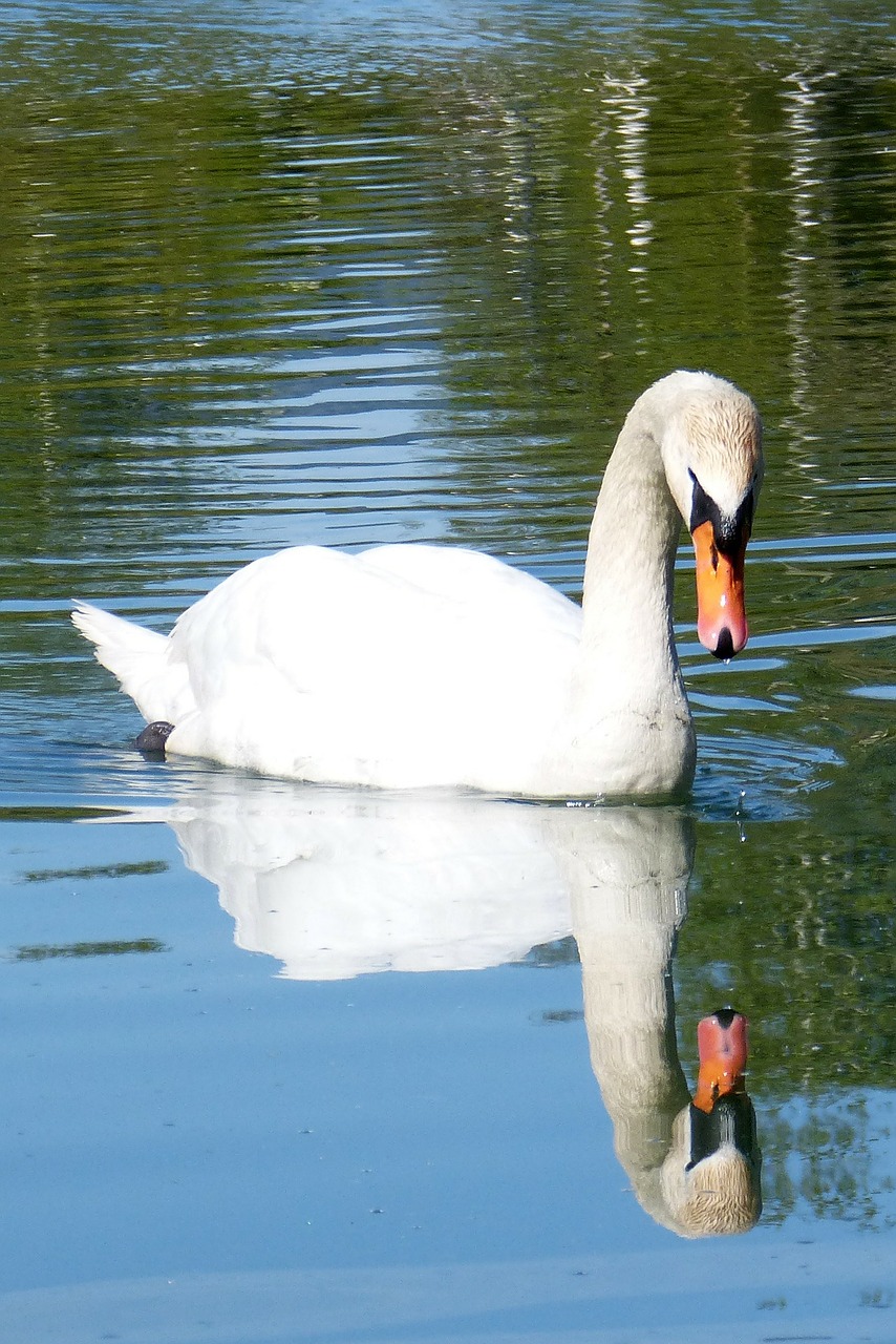 swan mirror image water bird free photo