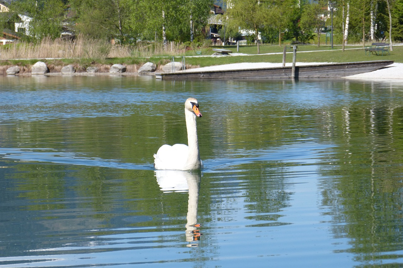 swan mirror image water bird free photo