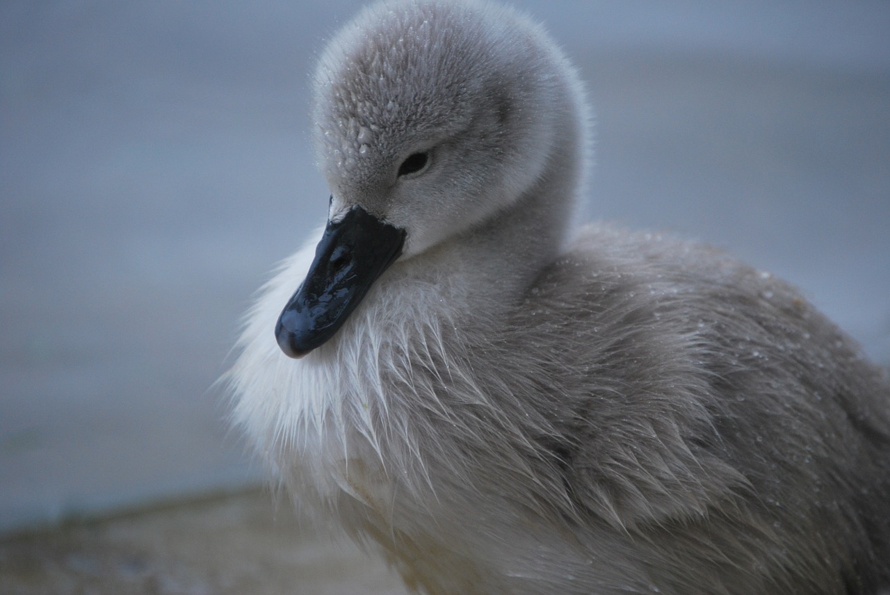 swan  chick  cygnet free photo