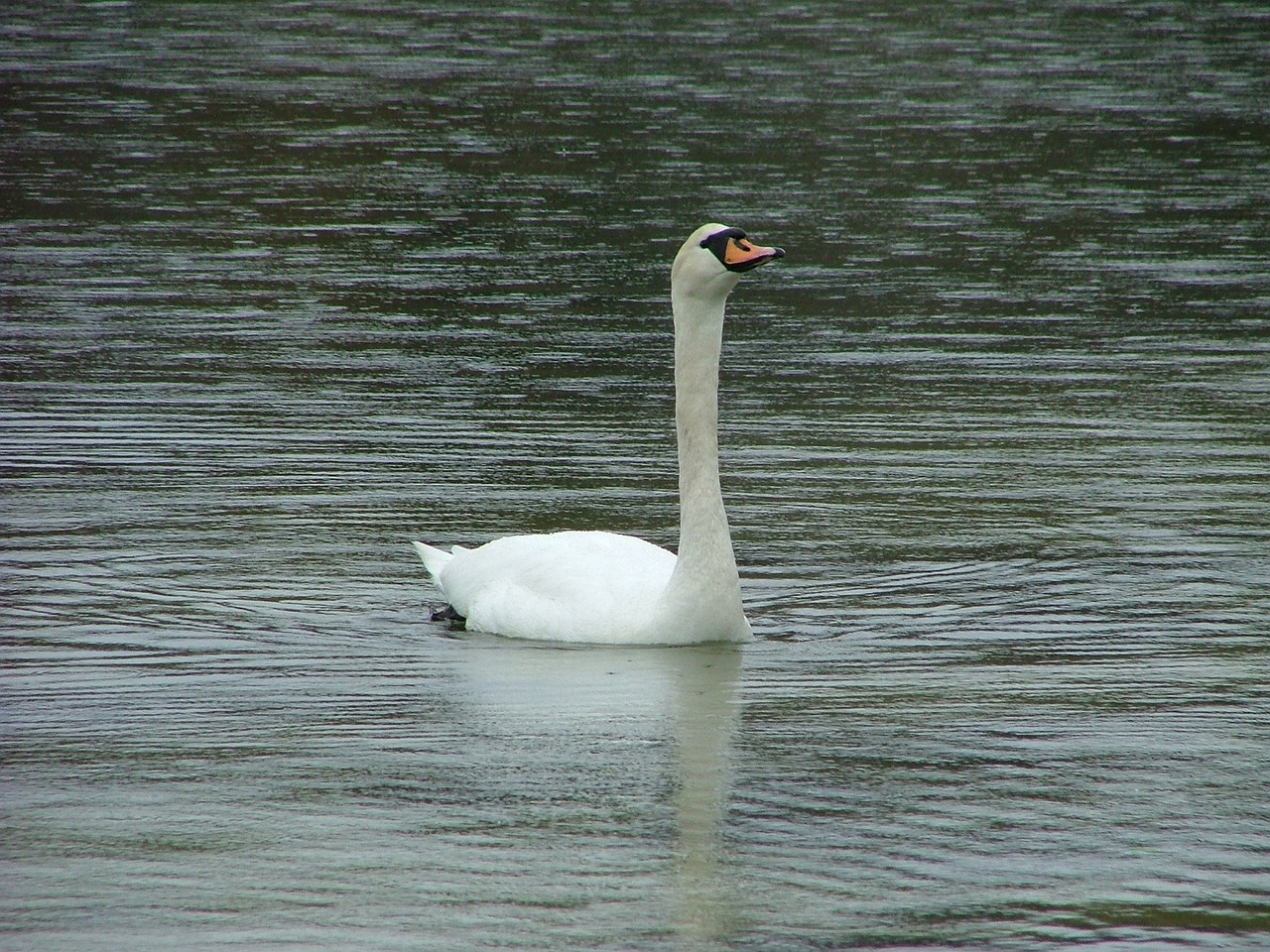 swan norway fjord free photo