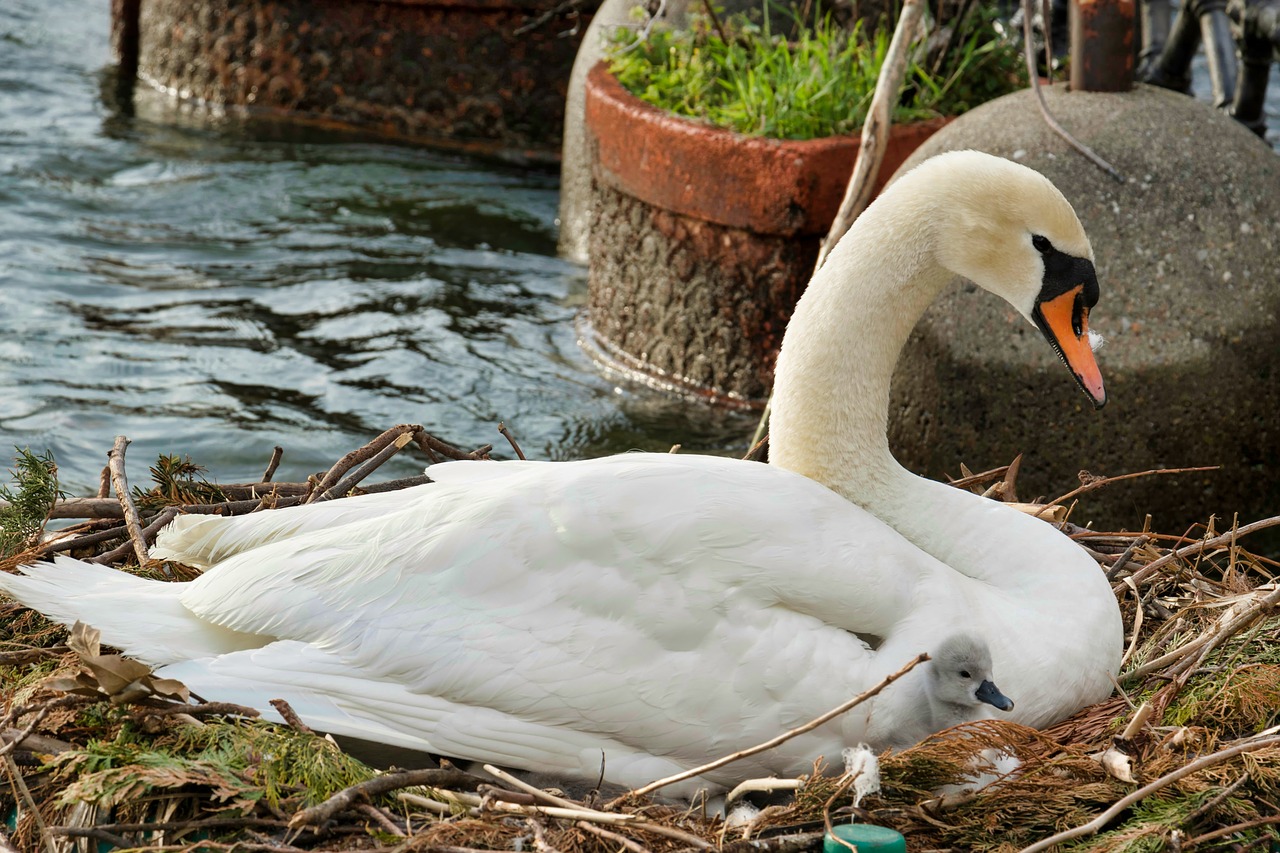 swan  water  nature free photo