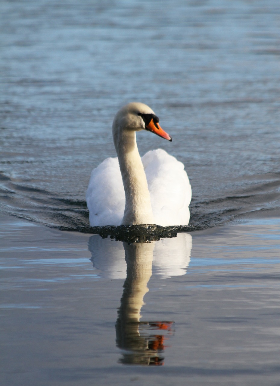 swan  bird  swimming free photo