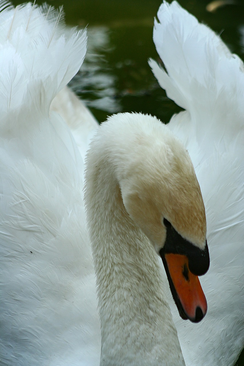 swan bird goose free photo