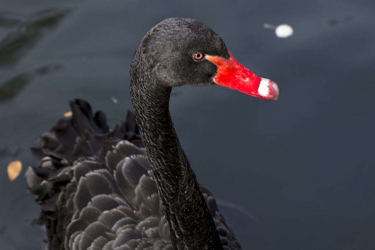 swan  black  pond free photo