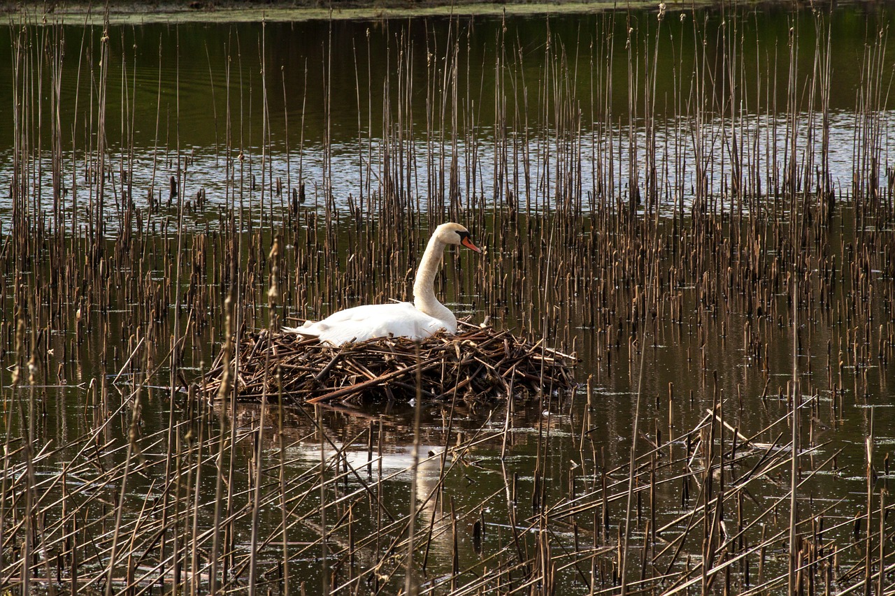 swan swan's nest nest free photo