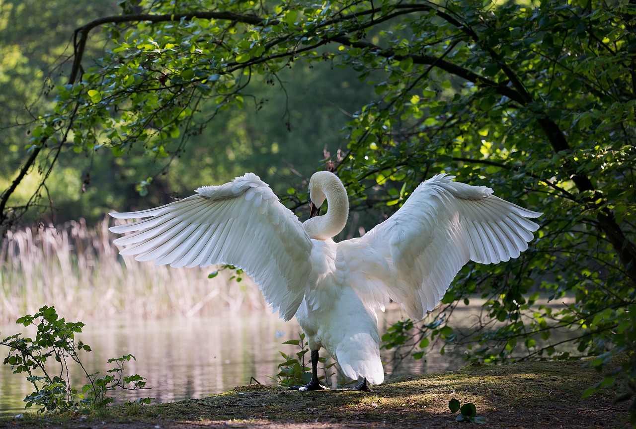 swan males water bird free photo