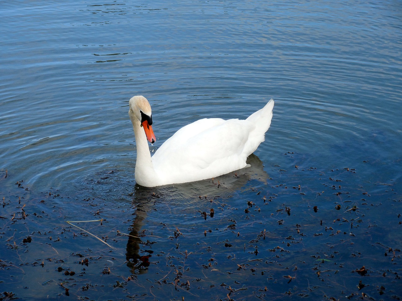 swan water bird water free photo