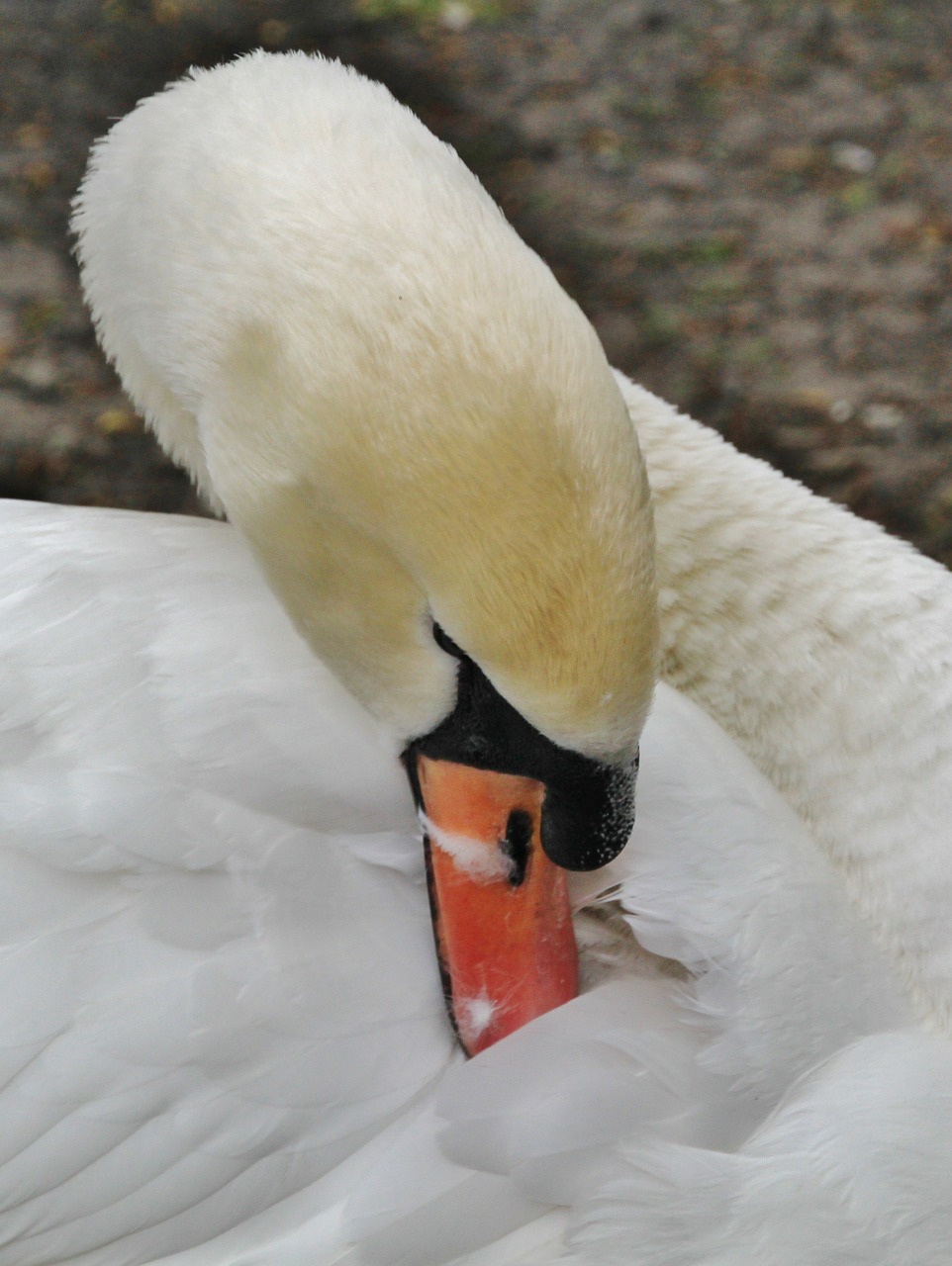 swan swans water bird free photo