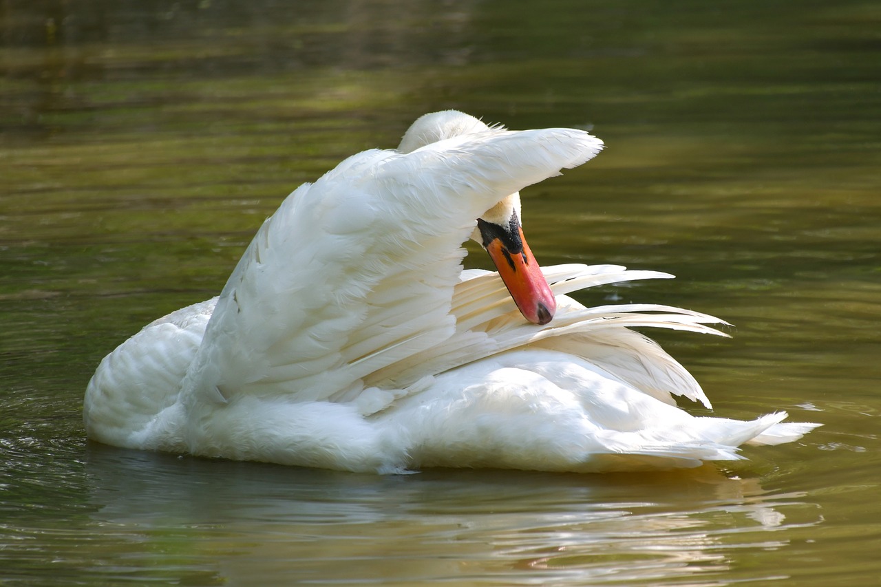 swan  white  toilet free photo