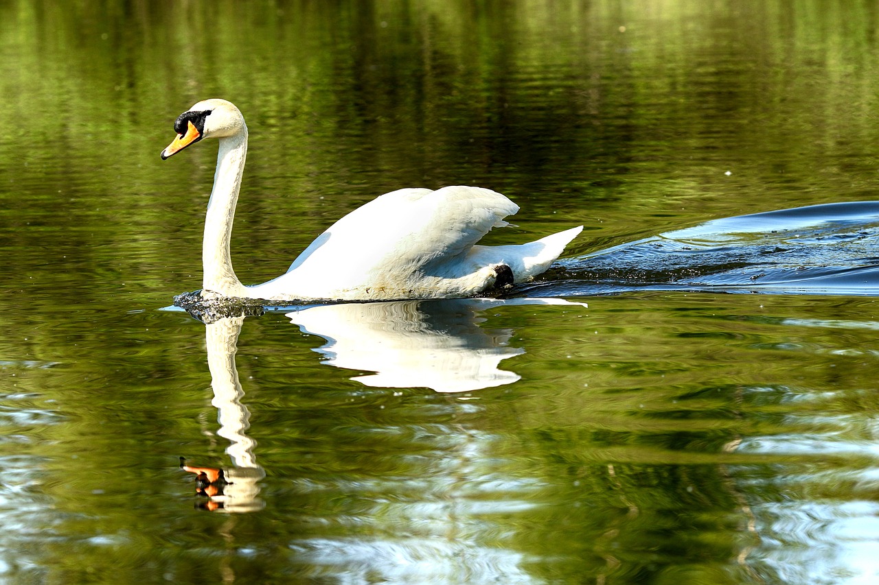 swan  lake  nature free photo