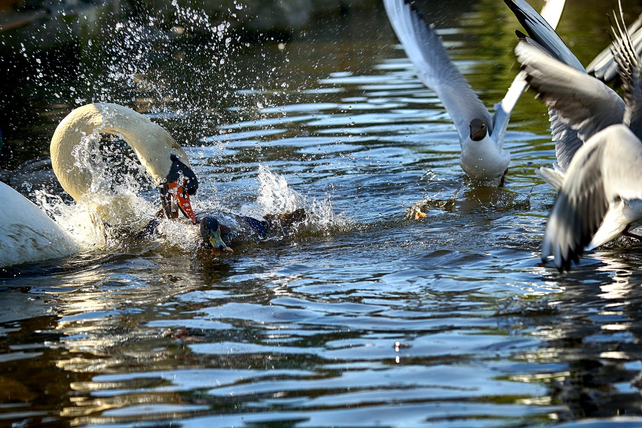 swan  lake  nature free photo