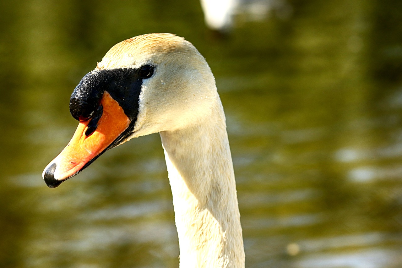 swan  lake  nature free photo