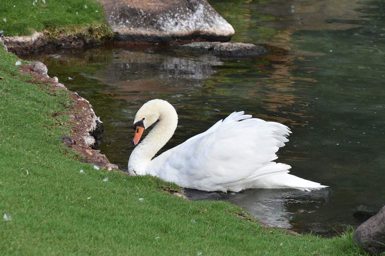 swan  birds  pond free photo