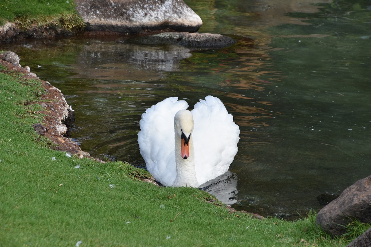 swan  bird  pond free photo