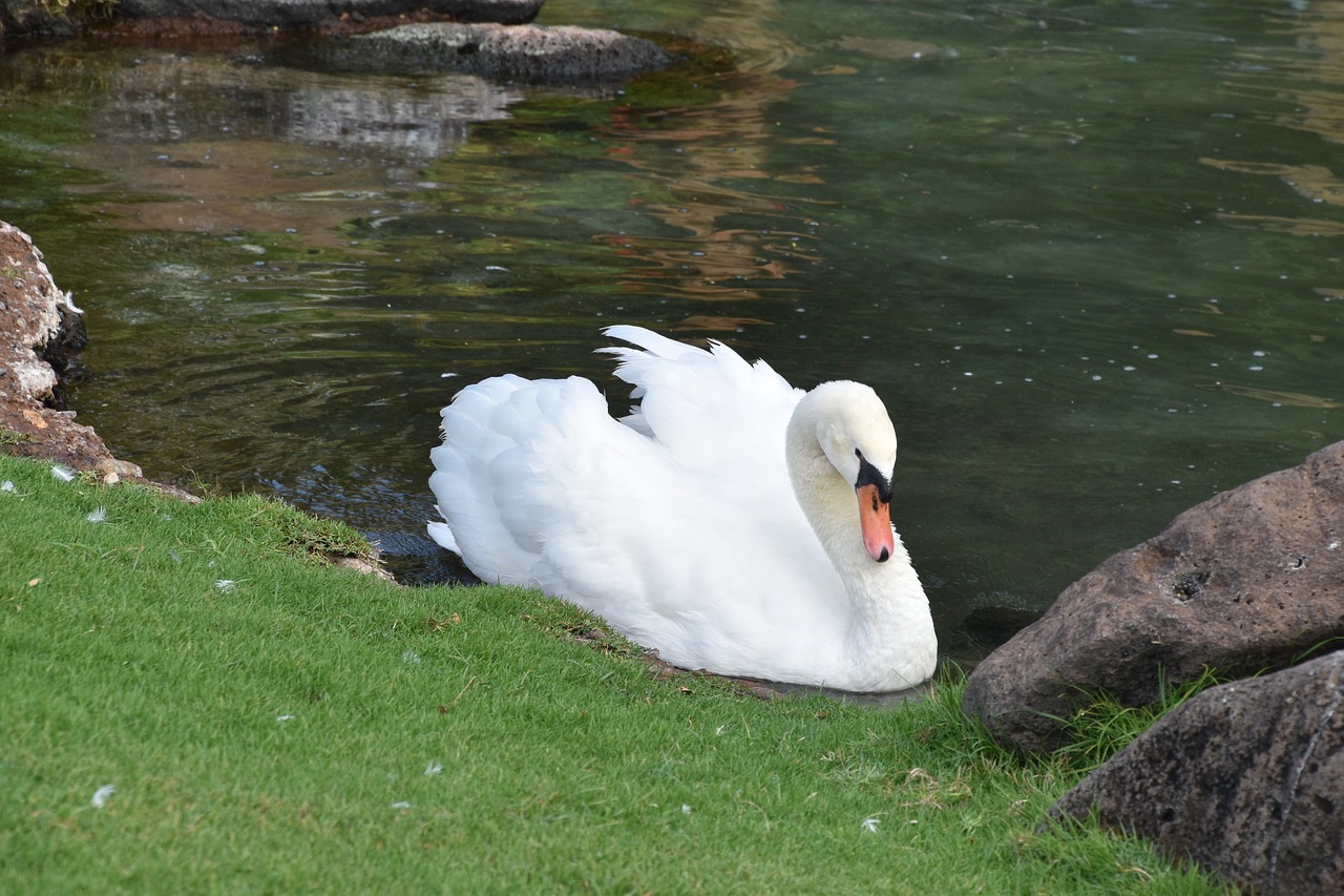 swan  bird  white free photo