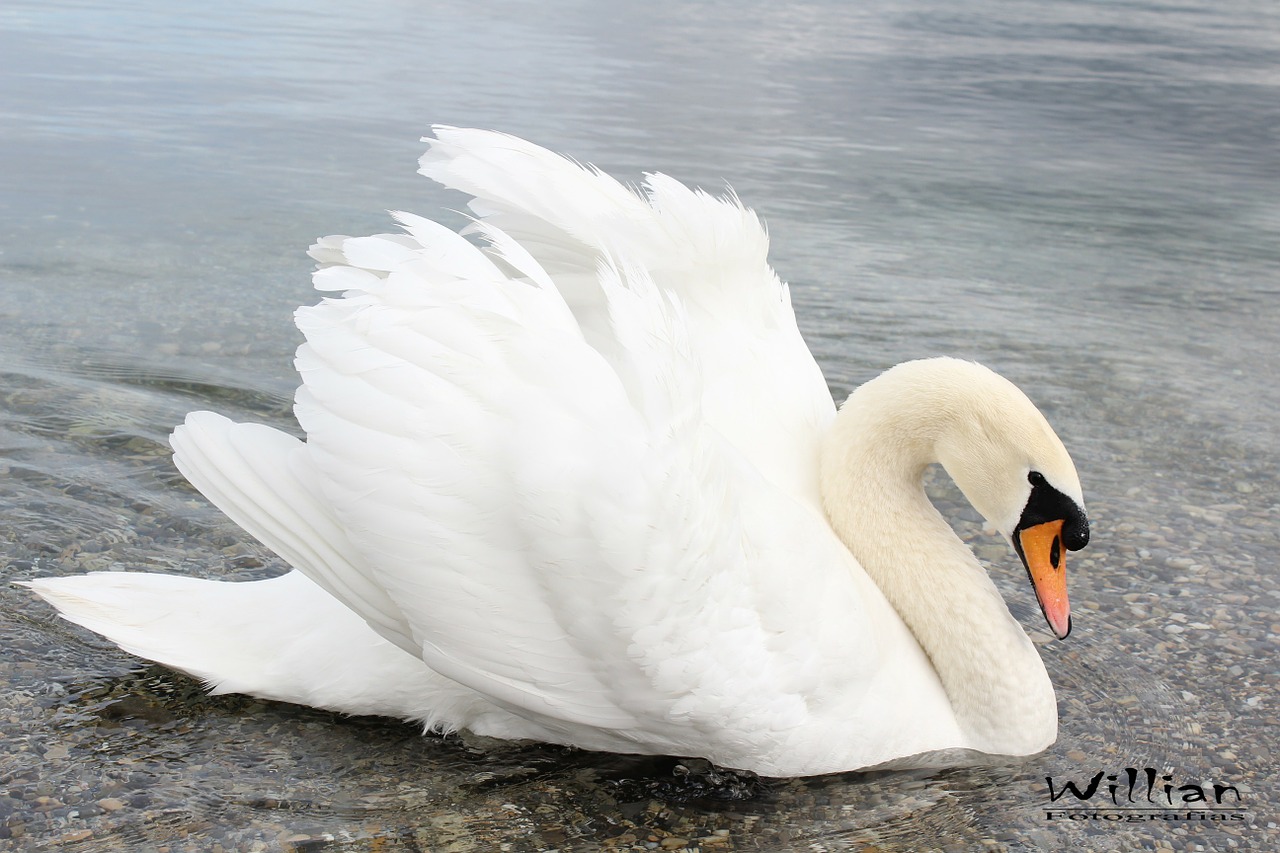 swan water animal free photo