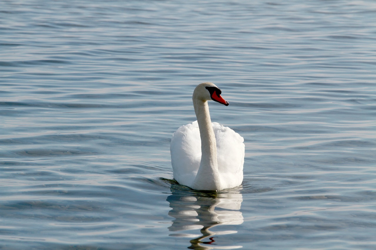 swan lake water free photo