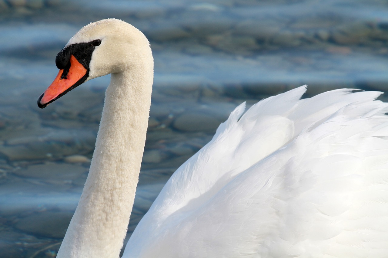 swan lake water free photo