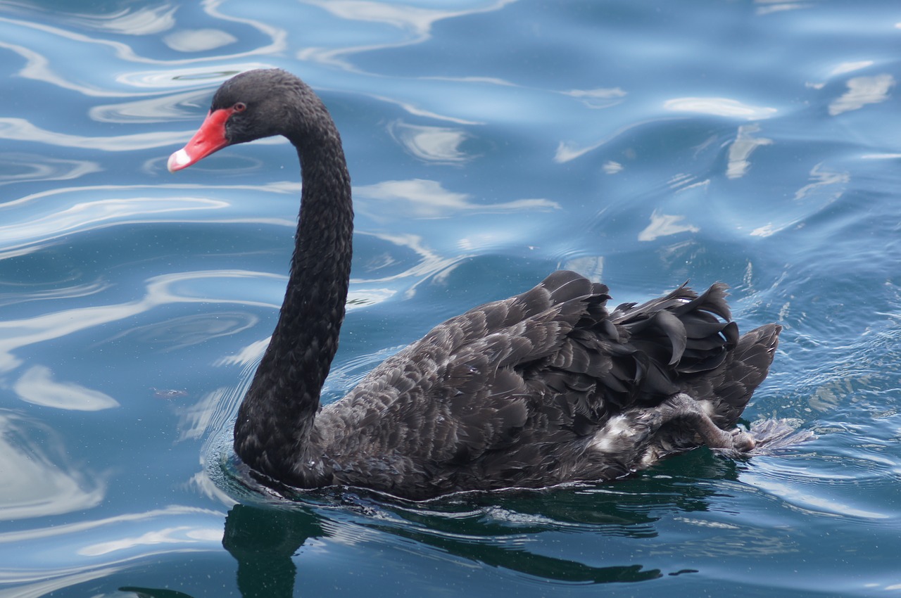 swan  black  bird free photo