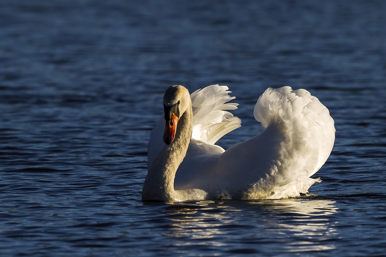 swan  water  bird free photo