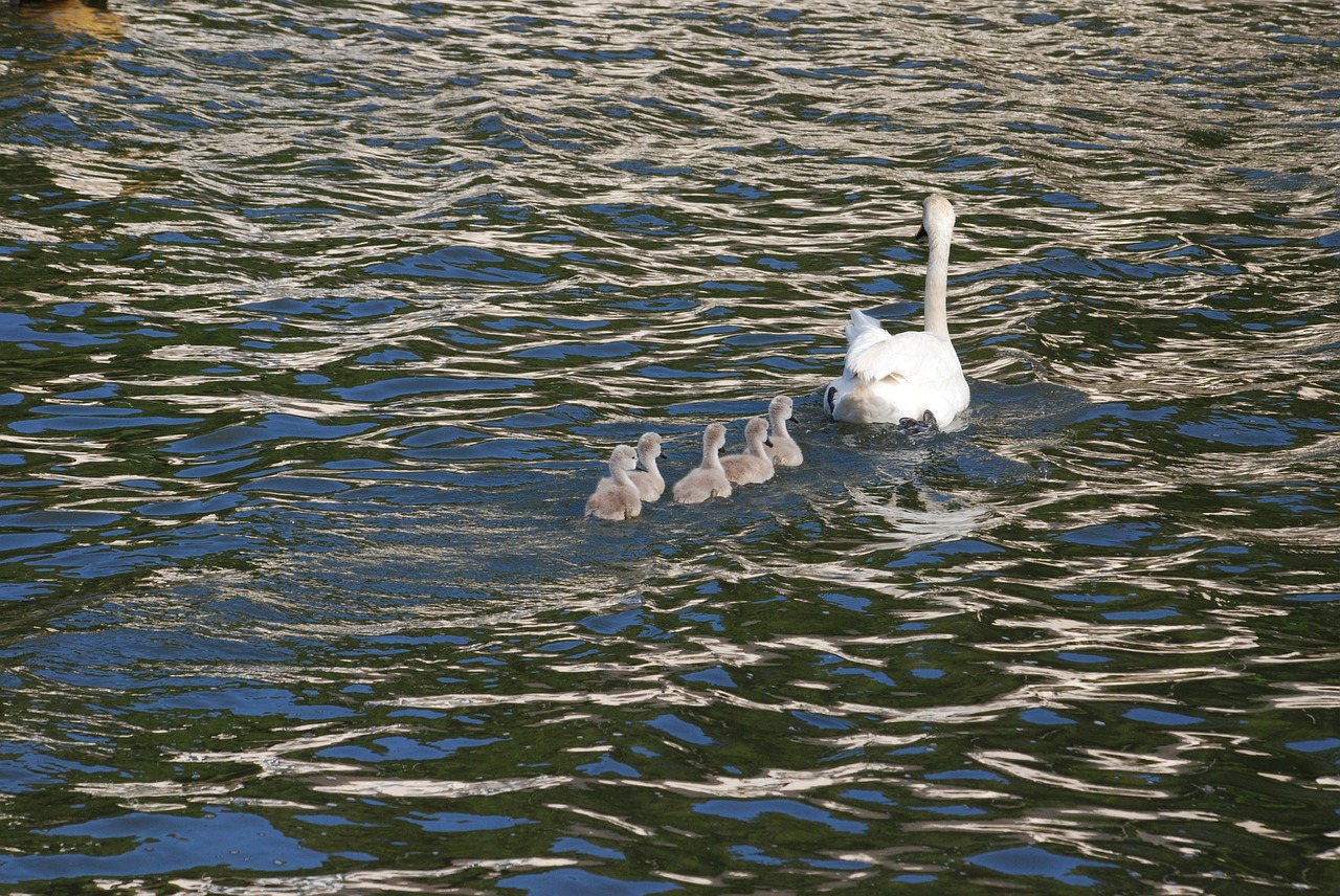 swan cygnets waterfowl free photo