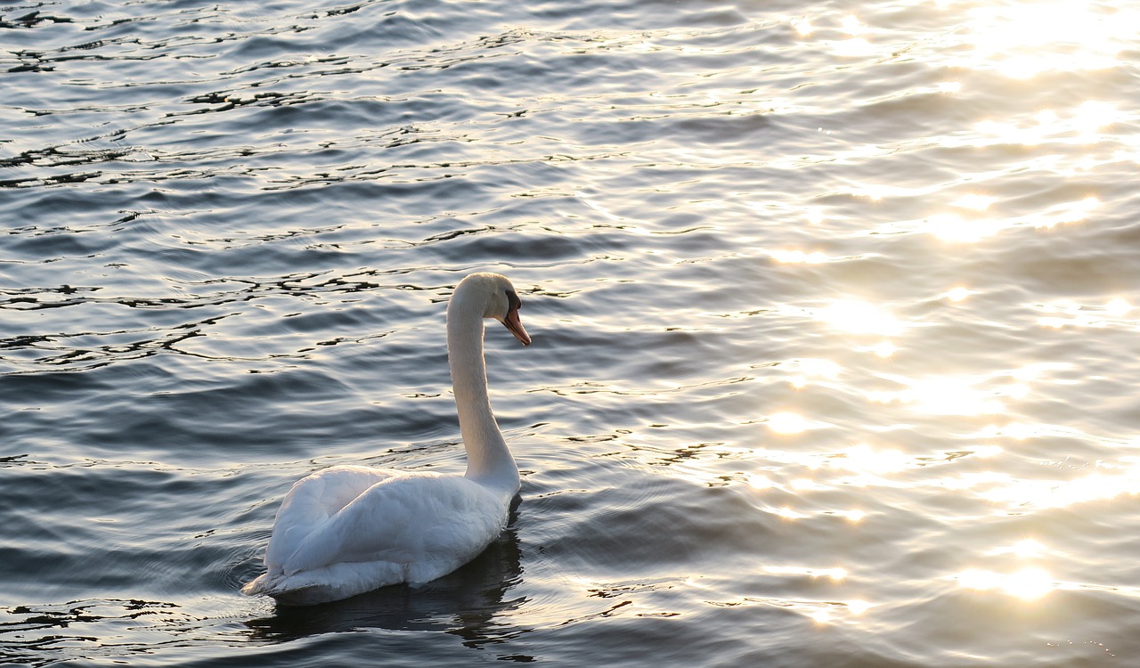 swan  water bird  nature free photo