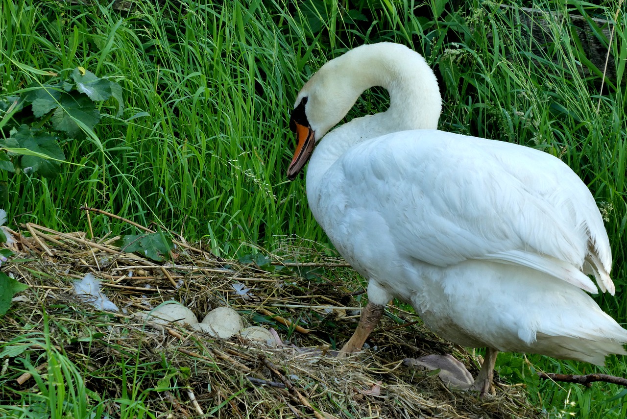 swan  nest  eggs free photo