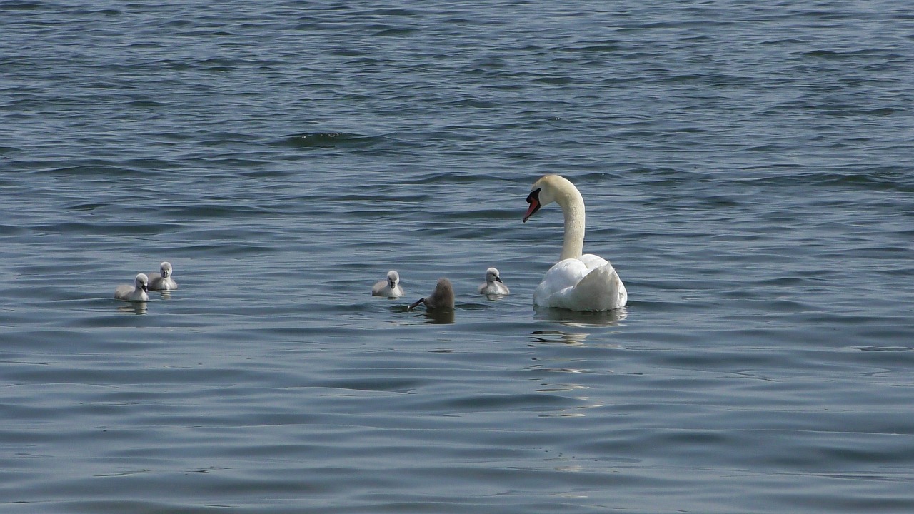 swan  young swans  young swan free photo