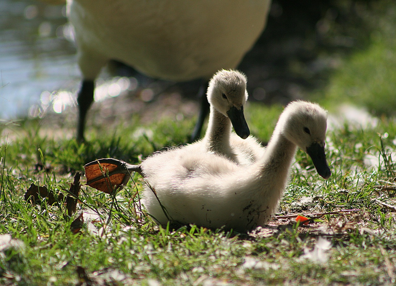 swan  swans  bird free photo