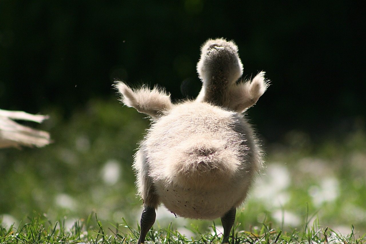 swan  swans  bird free photo