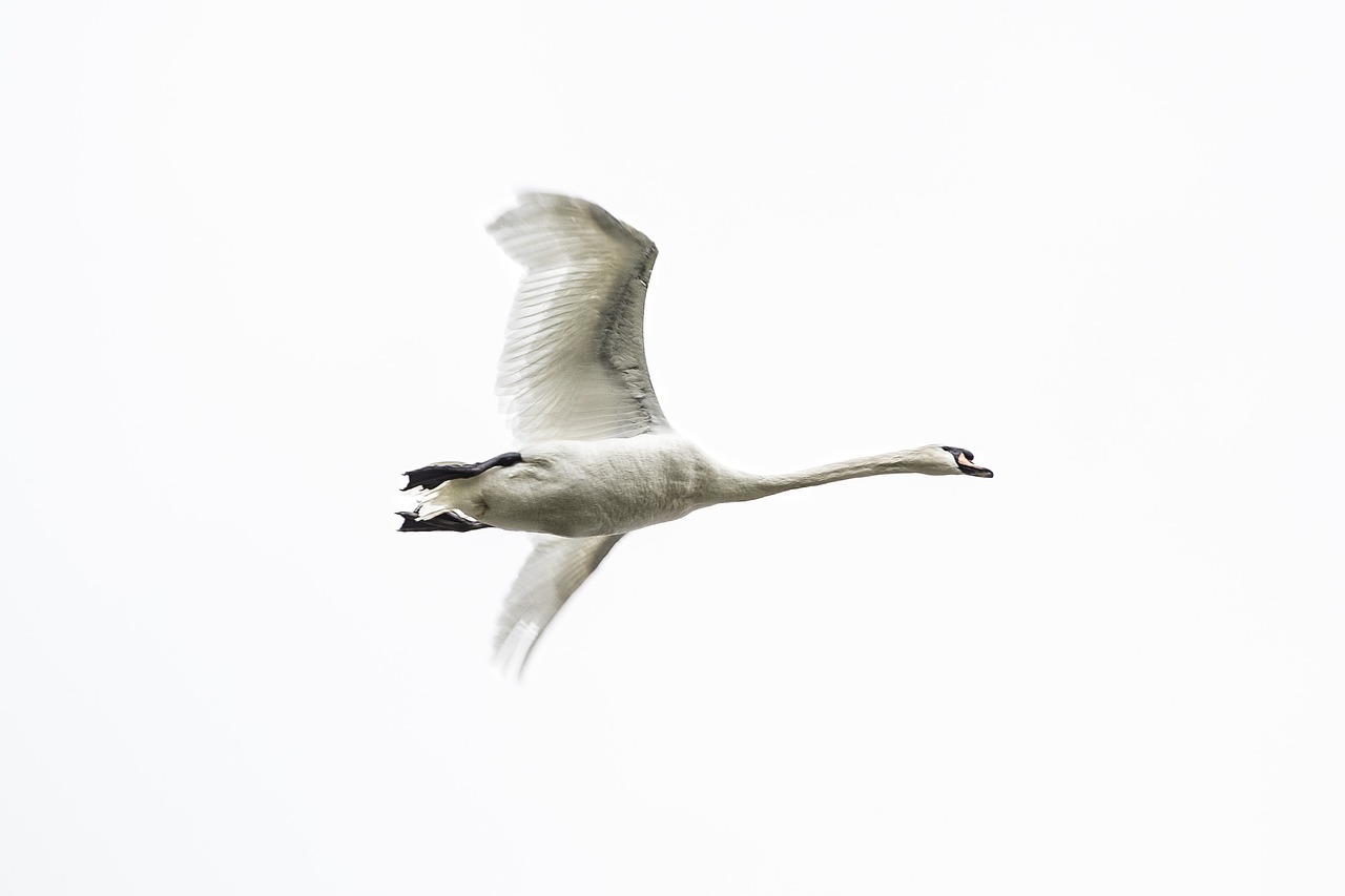 swan  bird  air free photo