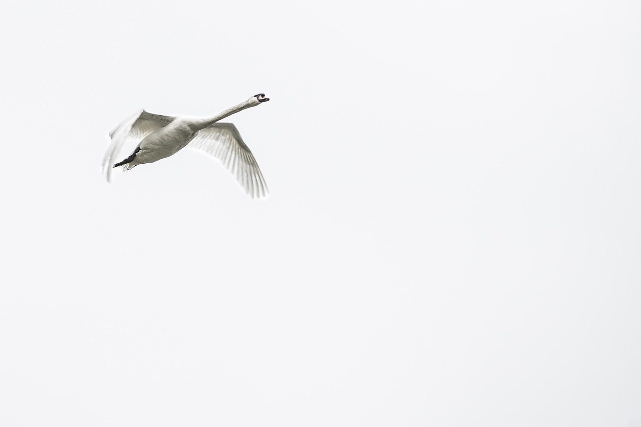 swan  bird  swans free photo