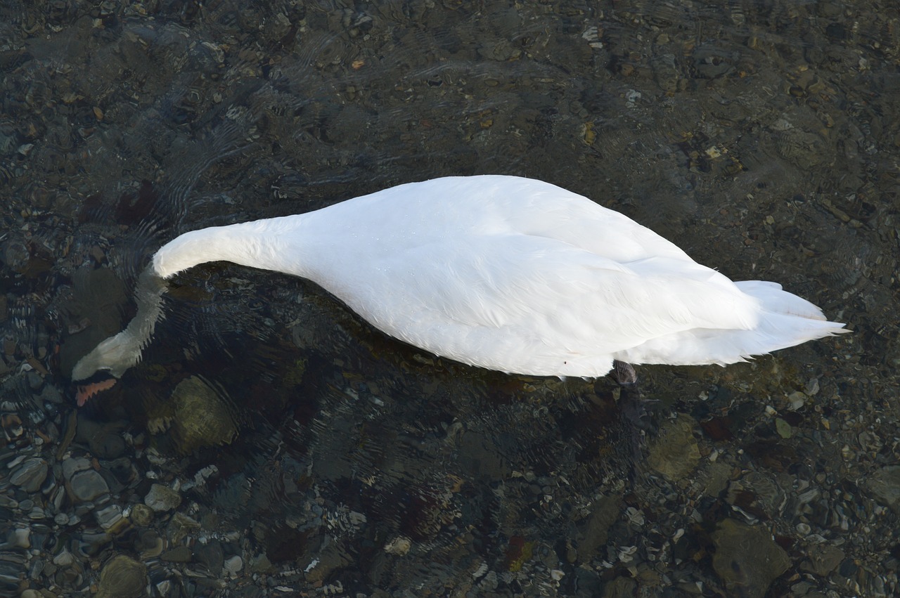 swan  immersed  water free photo