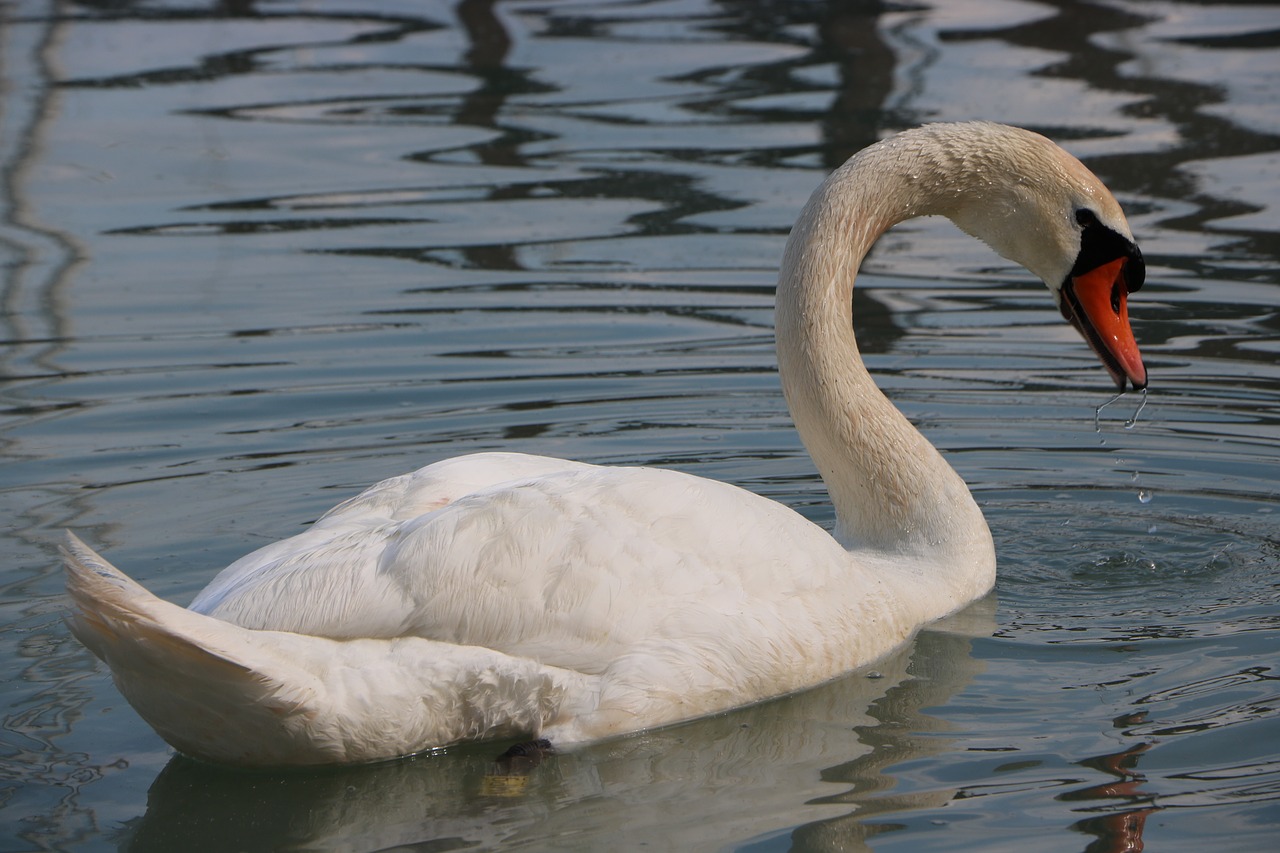 swan  bird  just add water free photo