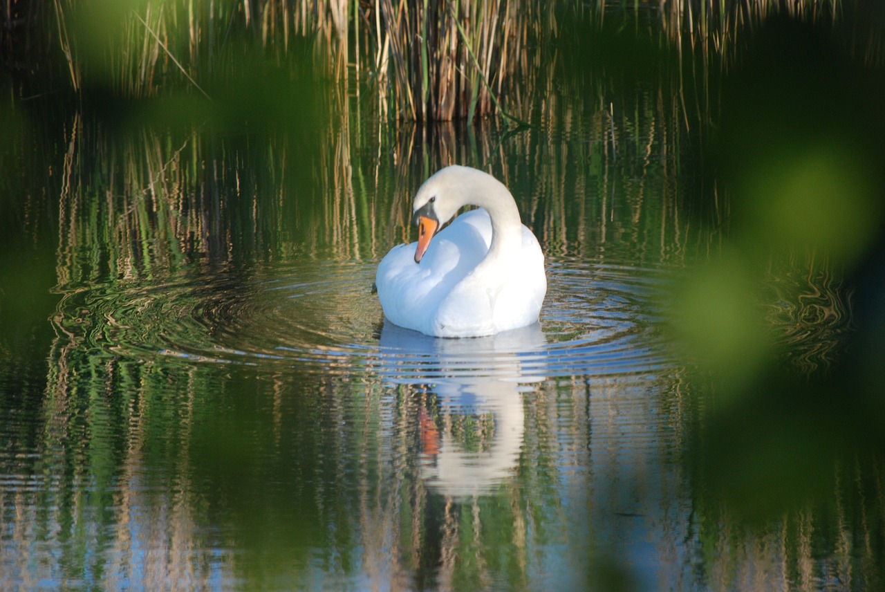 swan  swan's nest  breed free photo