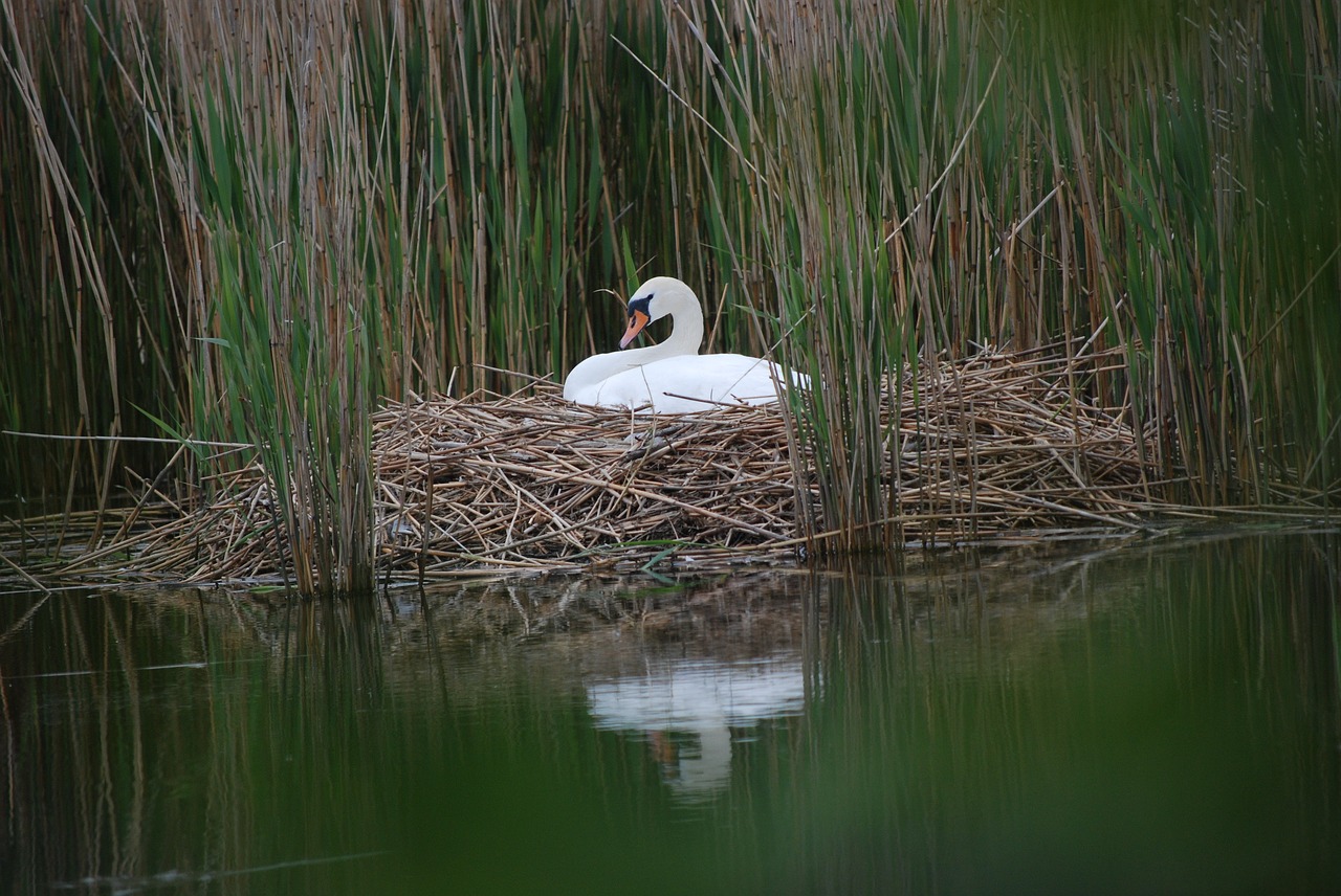 swan  swan's nest  breed free photo