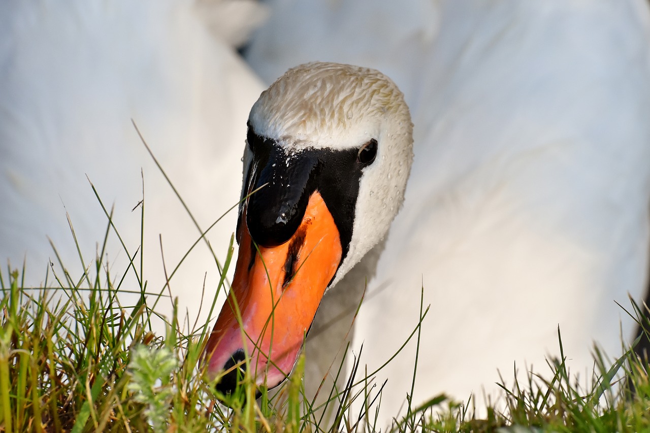 swan  feather  plumage free photo