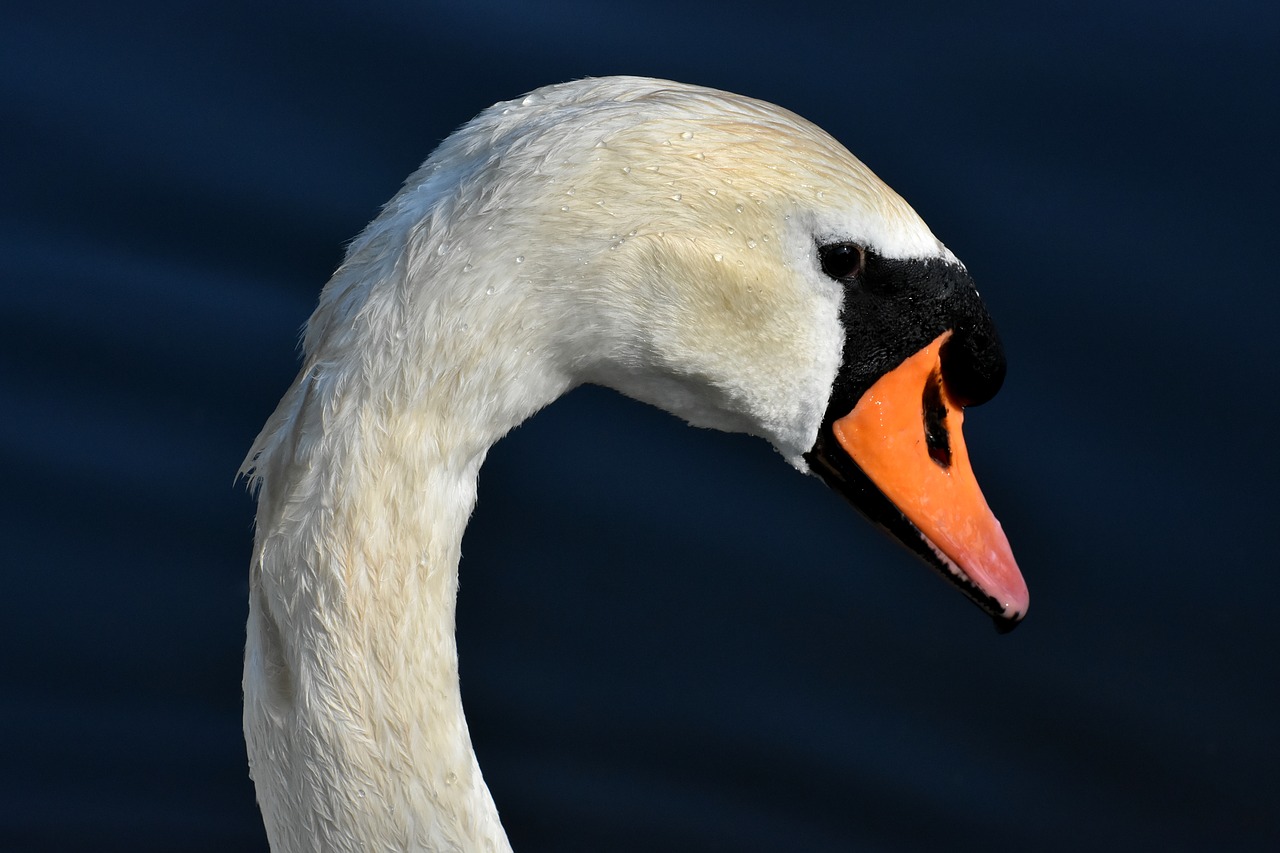 swan  elegant  noble free photo