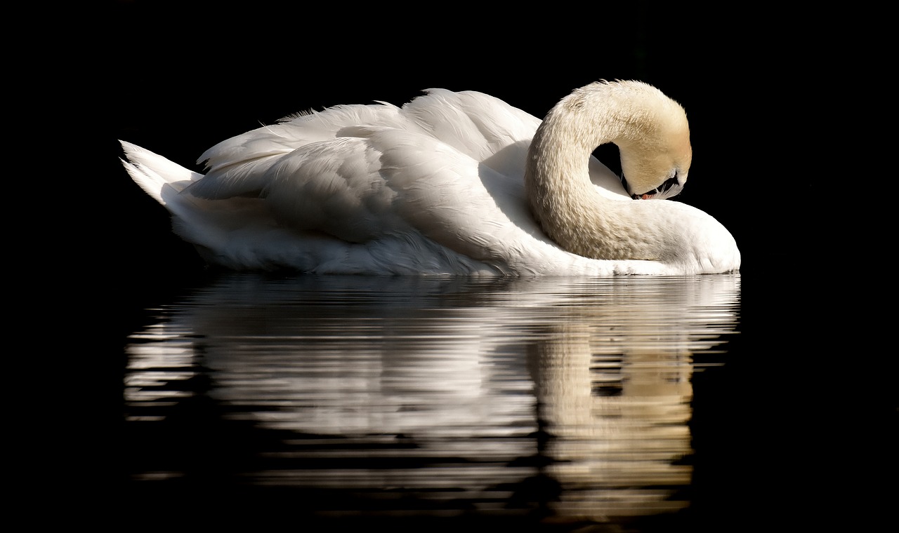 swan  feather  plumage free photo