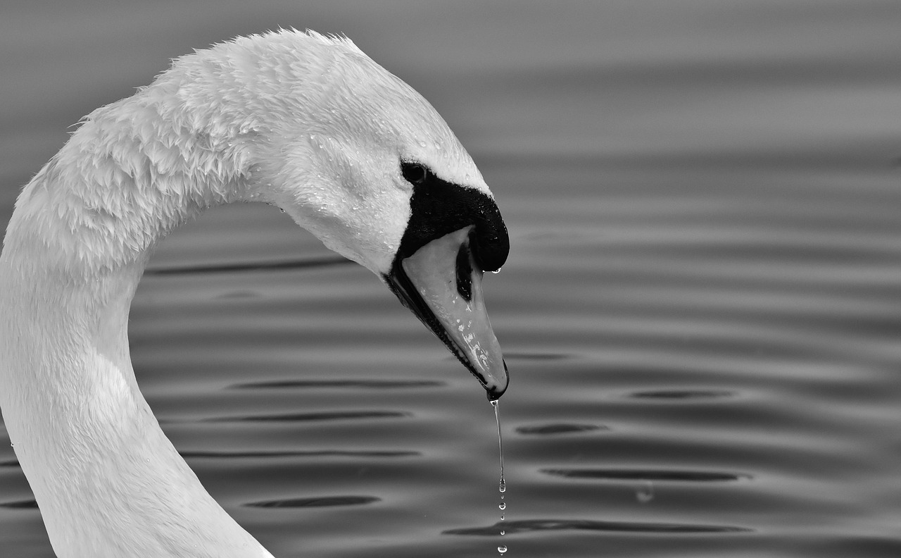 swan  feather  plumage free photo