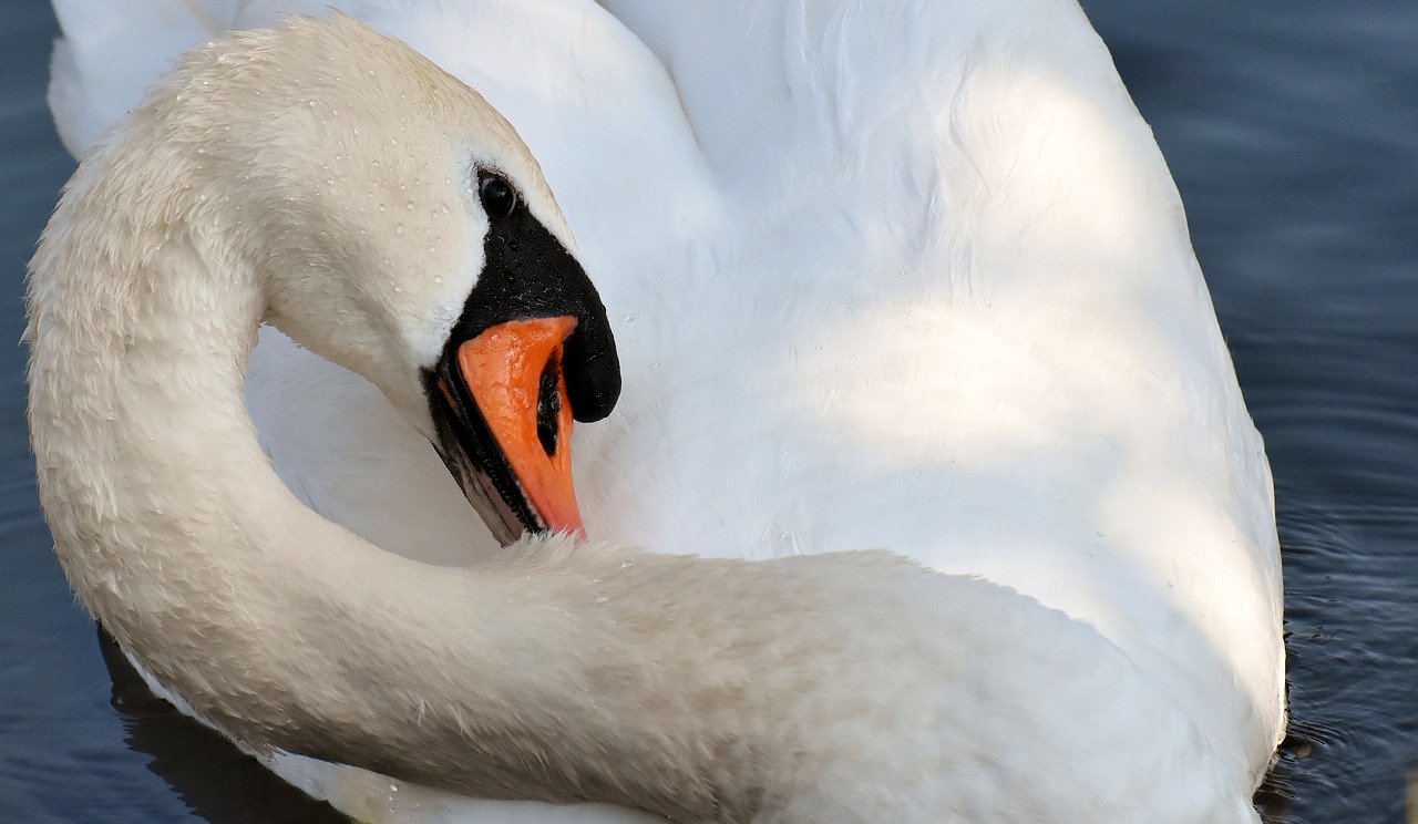 swan  feather  plumage free photo