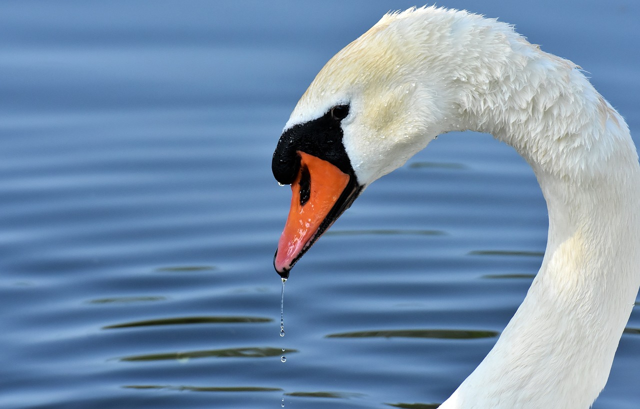 swan  feather  plumage free photo